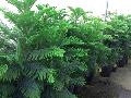 Norfolk Island Pine